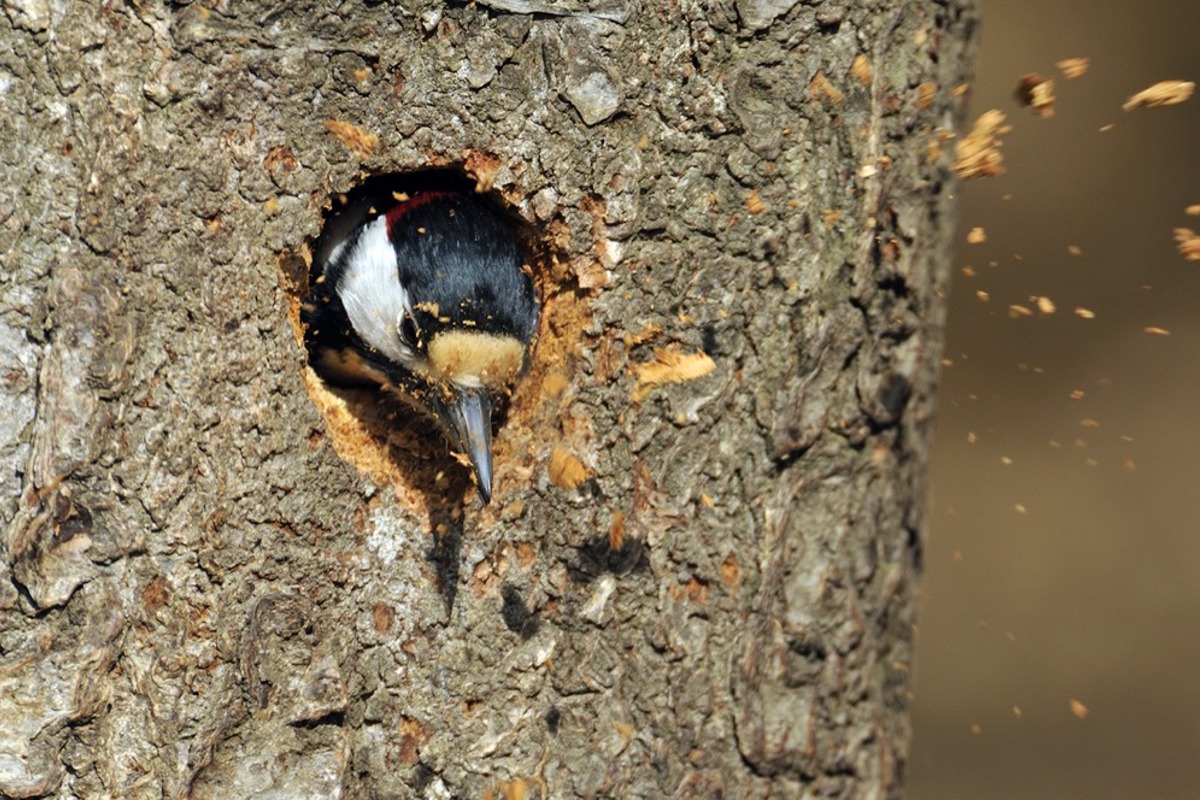 BU Hoehlenbau Saunier