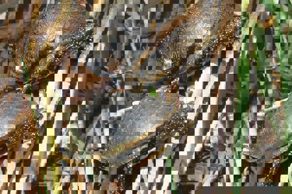 SSK Cistude Chglauser (1)