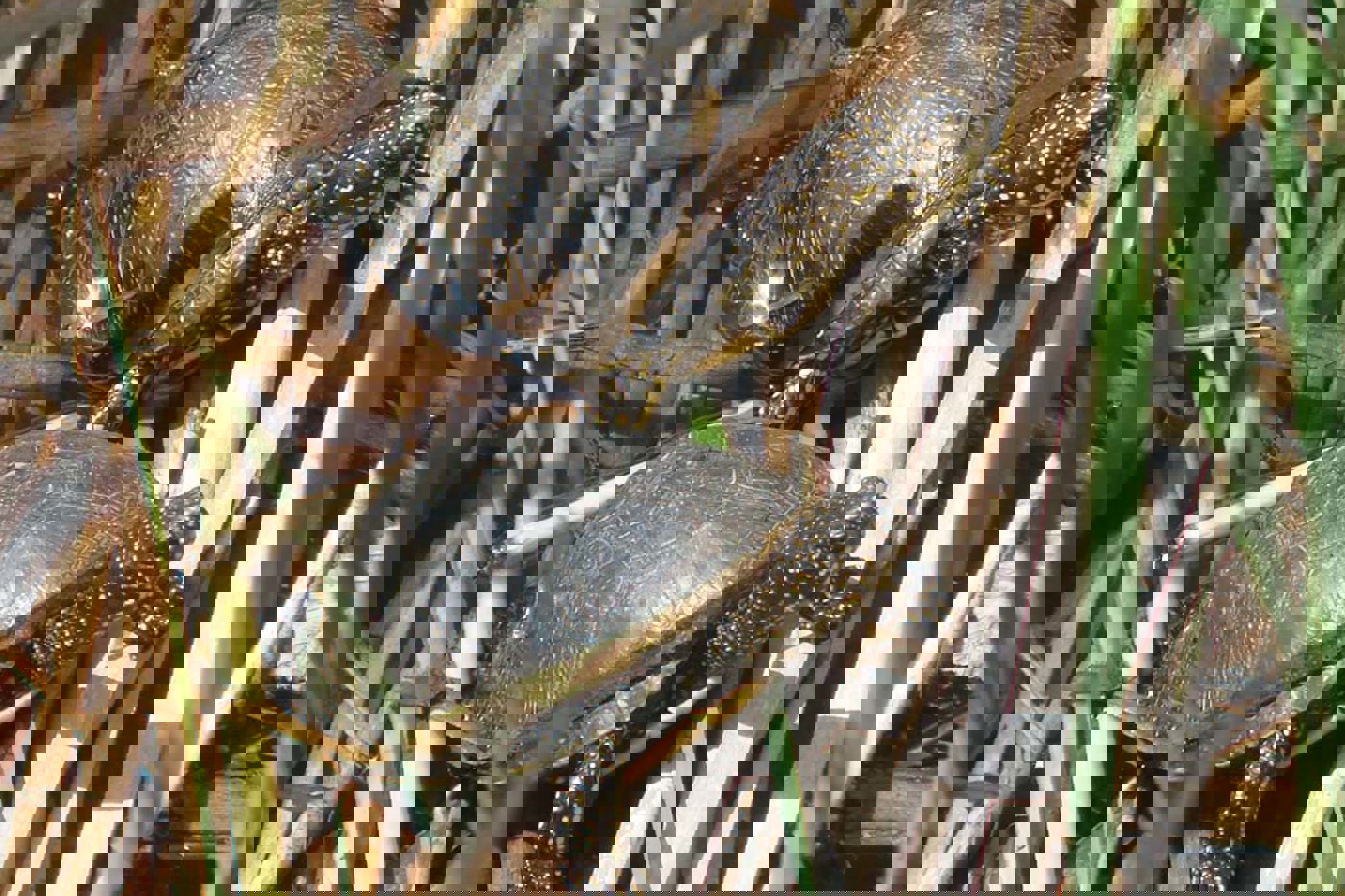 Für ihr Sonnenbad brauchen die Sumpfschildkröten gut besonnte Stellen. © SVS