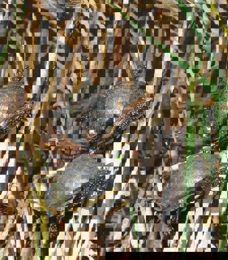 Die Schildkröten kommen