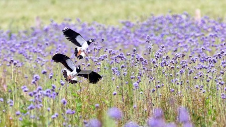 Ein Jahrzehnt Kiebitz-Hilfe