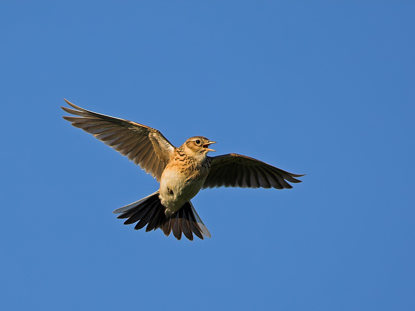 VO Feldlerche Schaef