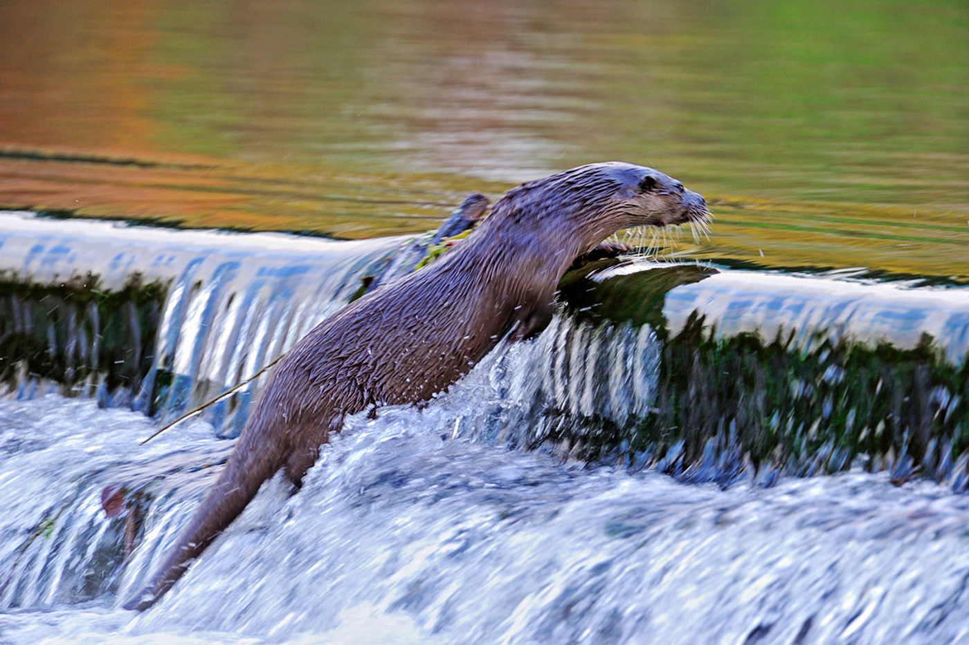 Dieser Fischotter ist unterwegs in Dorset, England. Wie lange dauert es wohl, bis sich die Art auch in der Schweiz wieder ansiedeln kann? ©  Andy Rouse / 2020VISION / naturepl.com