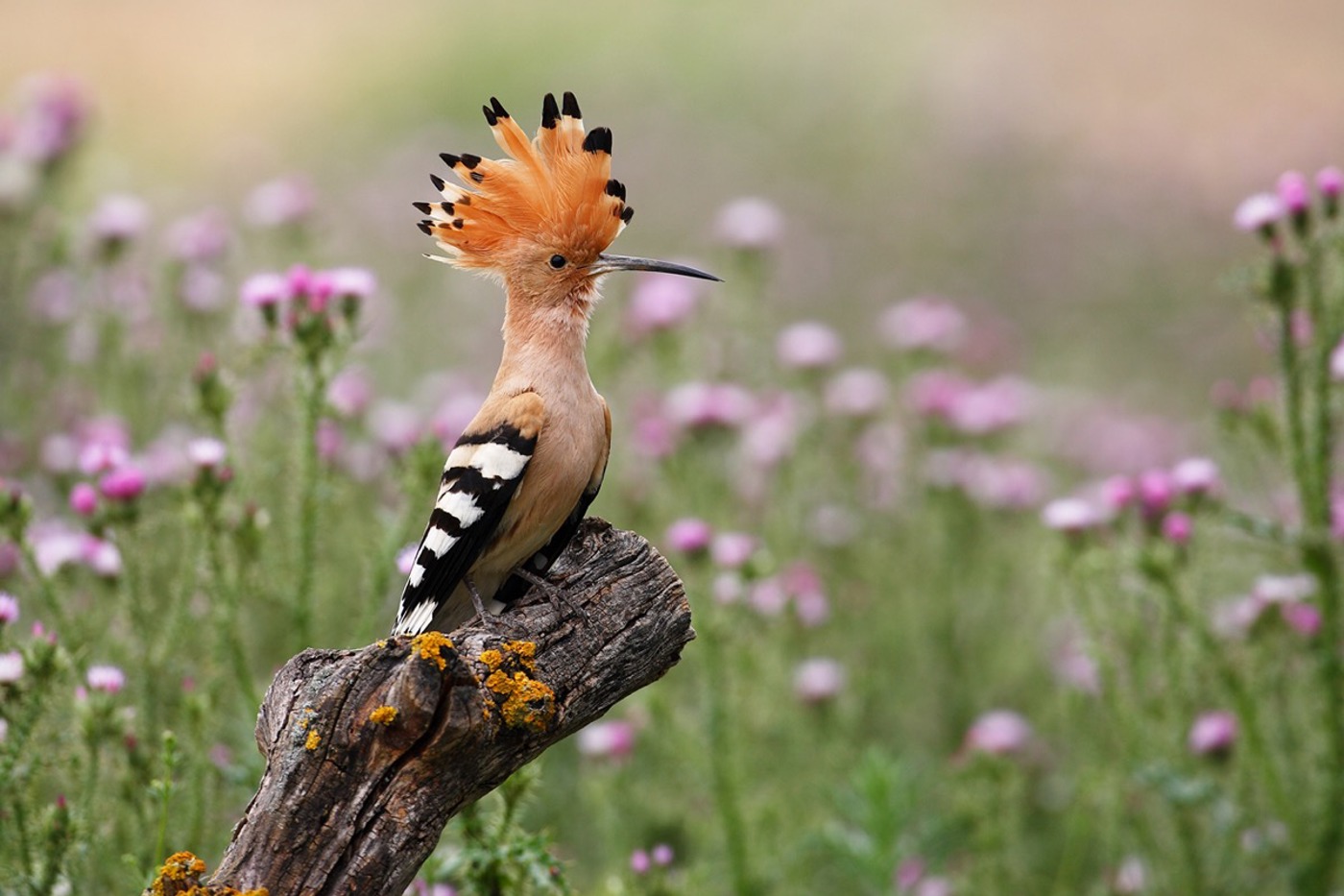 Mit seiner prächtigen Federhaube ist der Wiedehopf unverkennbar. Diese kann er wie eine Krone aufstellen oder flach anlegen. © naturepl.com
