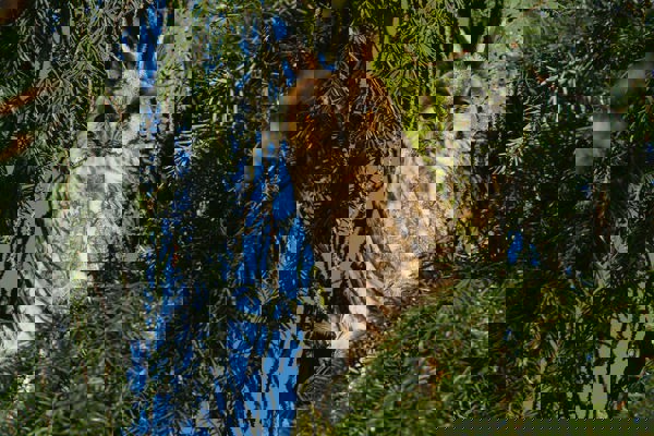 Tirro Waldohreule 71