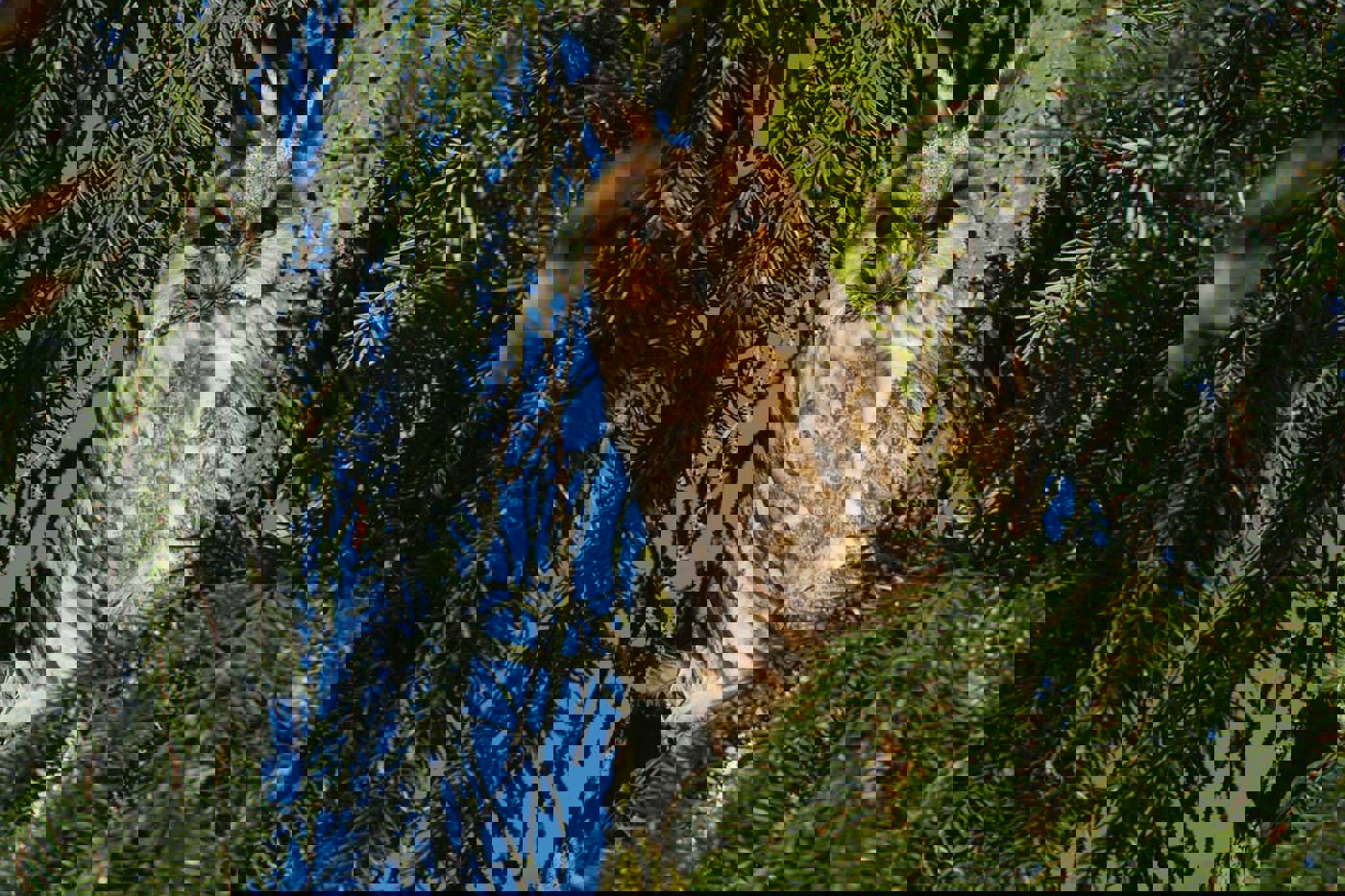 Obwohl die Waldohreule  nicht so selten ist, bekommt man sie fast nie zu Gesicht. © Sergio Tirro