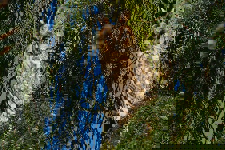 Heimlichtuer mit  scharfen Krallen