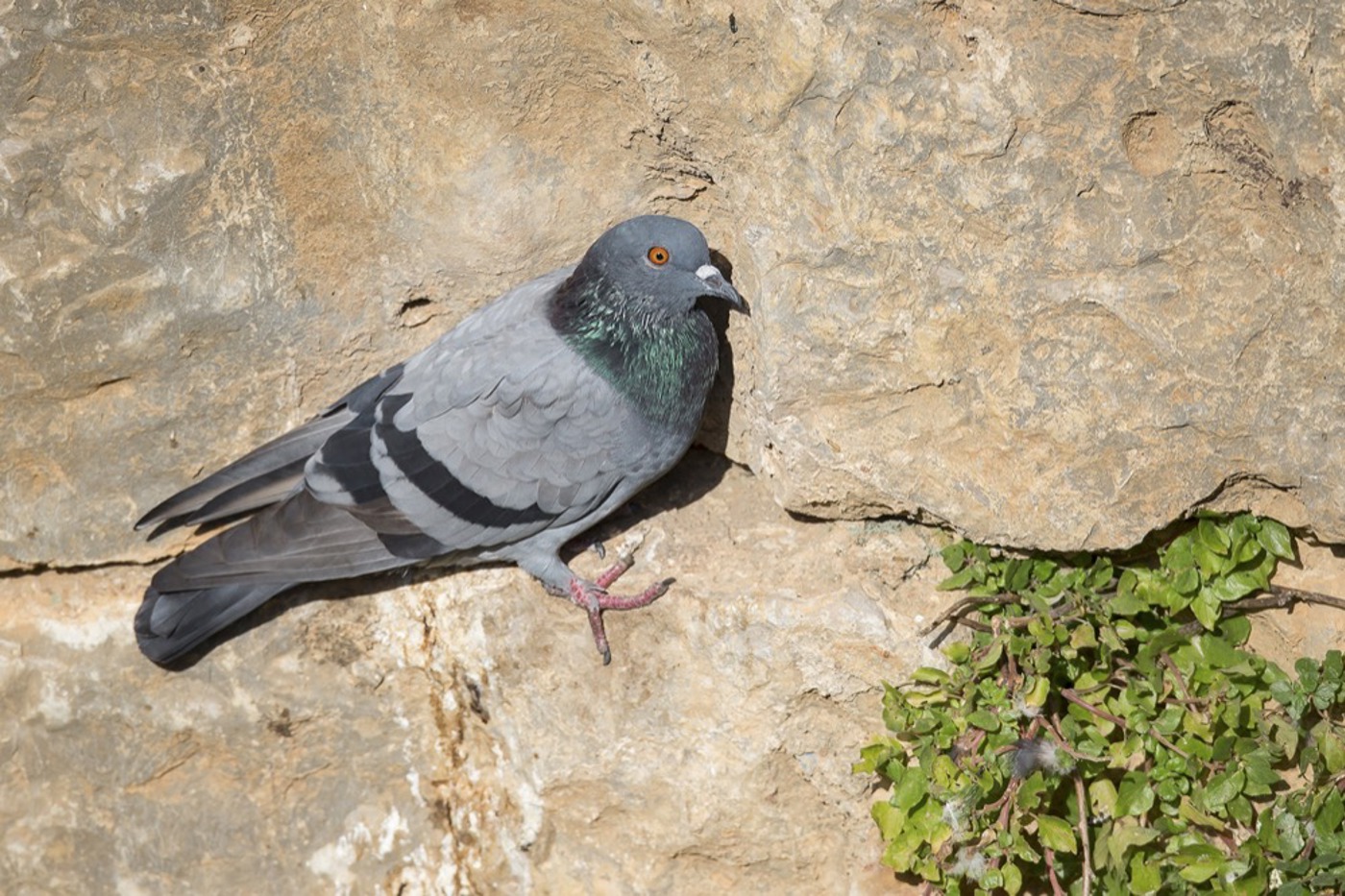 Die ursprüngliche Form der Felsentaube (Bild) ist auf dem Rückzug – während die gleiche Art als Strassentaube die ganze Welt erobert. © Beat Rüegger