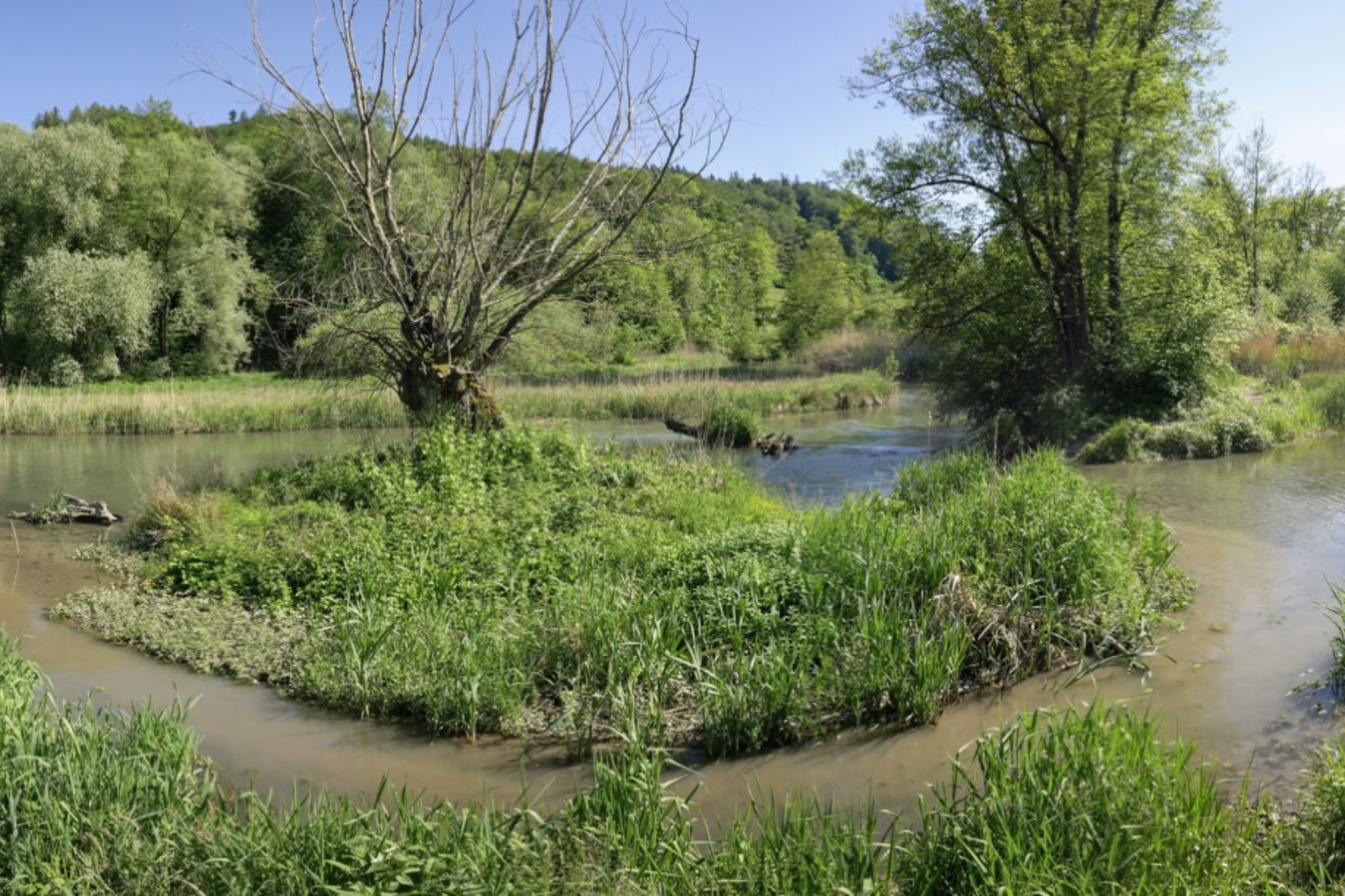 An der Alten Aare wurden von 2015 bis 2019 etliche Hektaren renaturiert. © Heinz Staffelbach