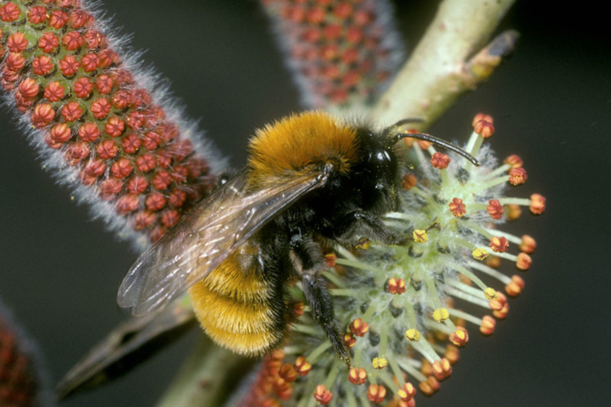 OSL Andrena Fulva Akrebs