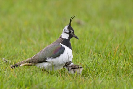 Der Hübsche mit der Holle