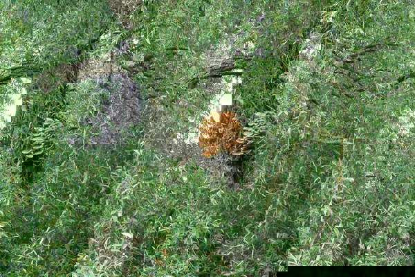 Pilze P6050727schwefelporling