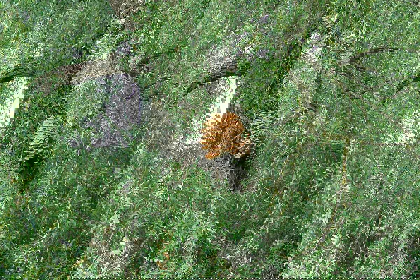 Der Schwefelporling (Laetiporus sulphureus) wächst an lebenden Baumstämmen. © Beatrice Senn-Irlet