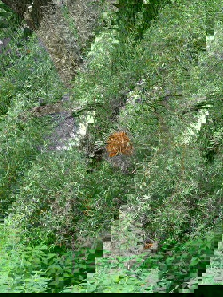 Ein Wald voller Pilze