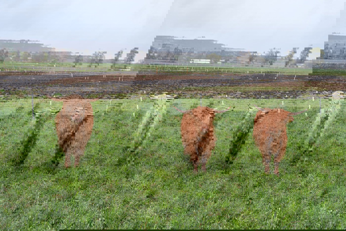 MO Schottis Kiebitz 24 9861 Edit