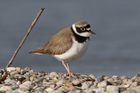 Den Kiesbrütern eine Chance geben