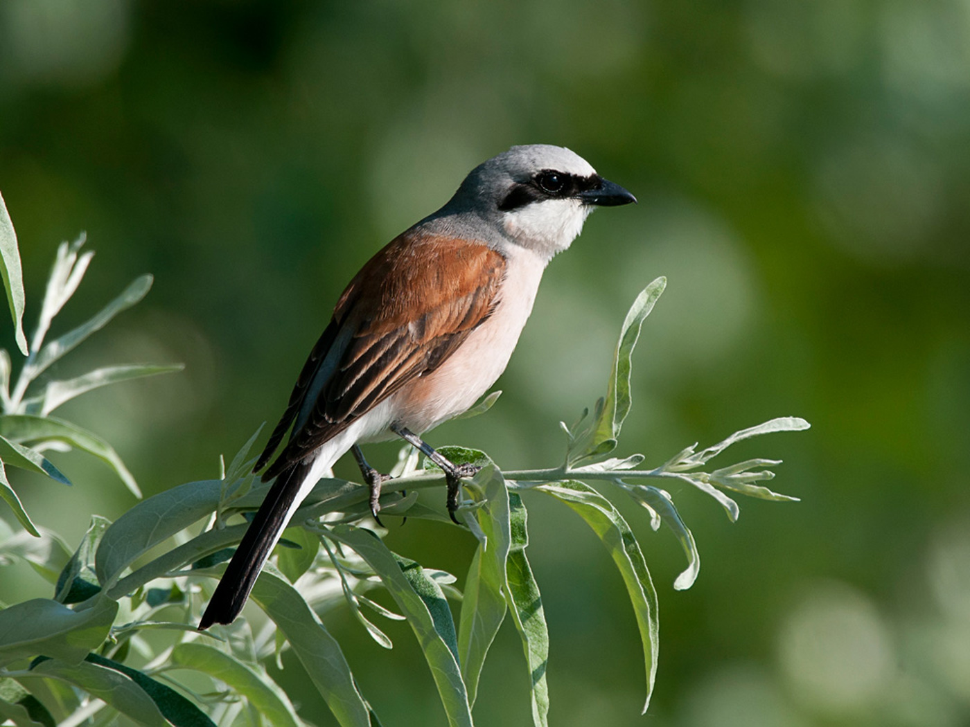 Neuntoeter Lorenzheer