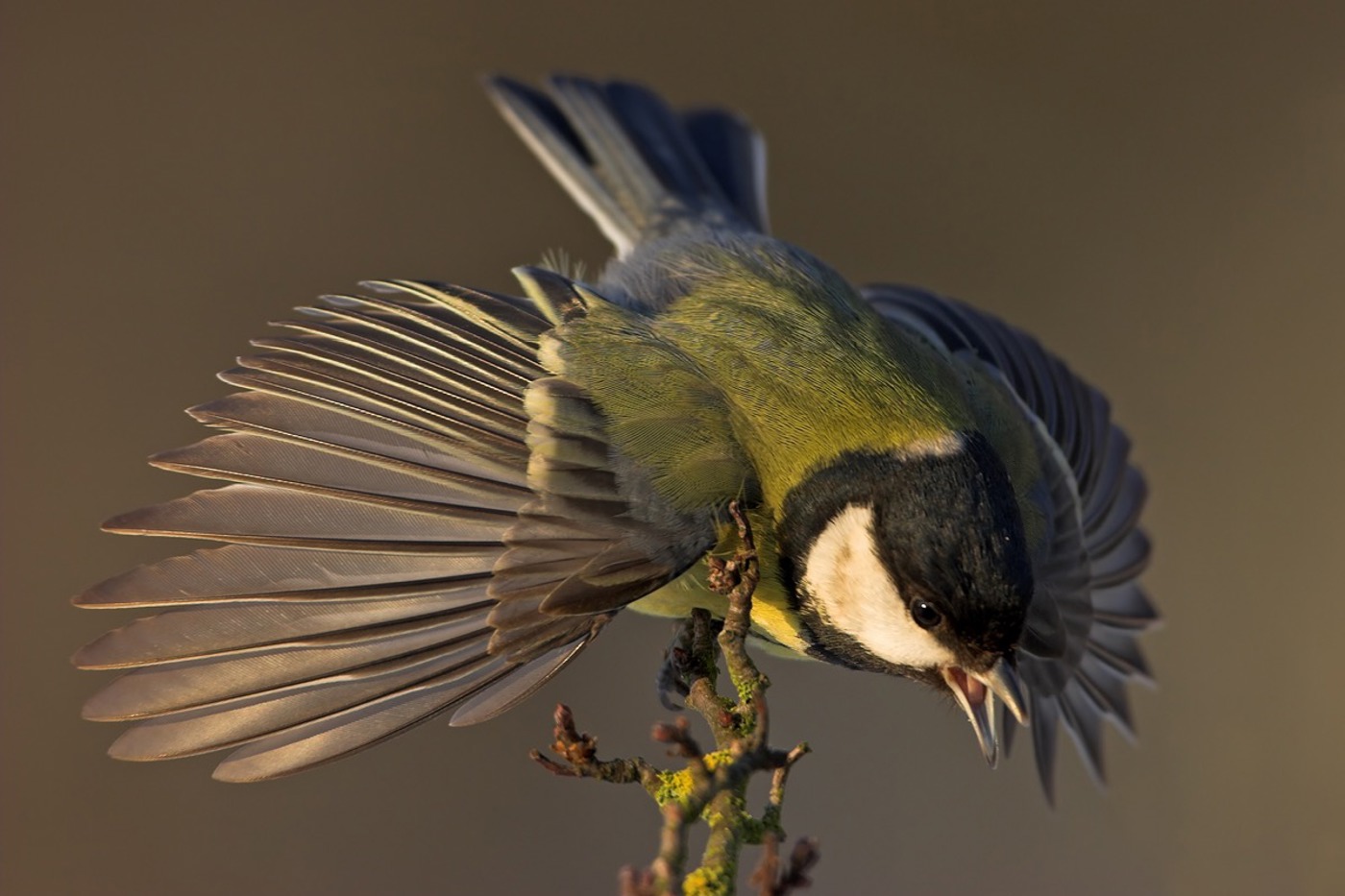 Neuere Studien zeigen, dass Kohlmeisen nach vorübergehender Sommerpause im Herbst wieder regelmässig singen. An den Hormonen alleine liegt es nicht. © Mathias Schäf
