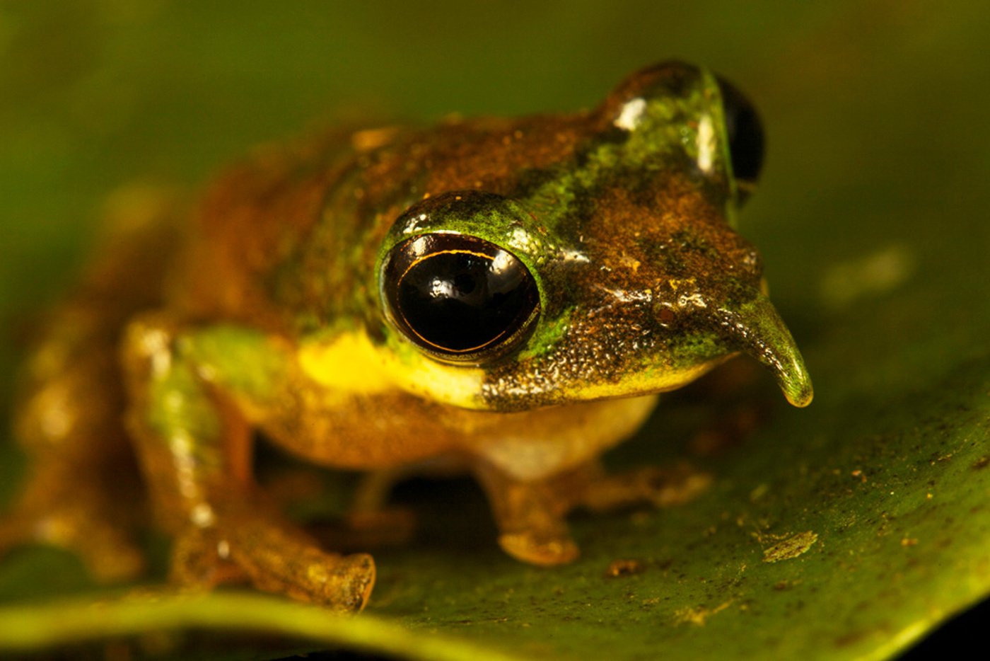 Papua Treefrog Timlaman