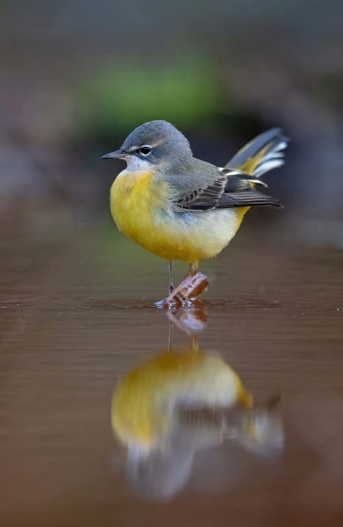 Gebirgsstelze R5 010637 MS