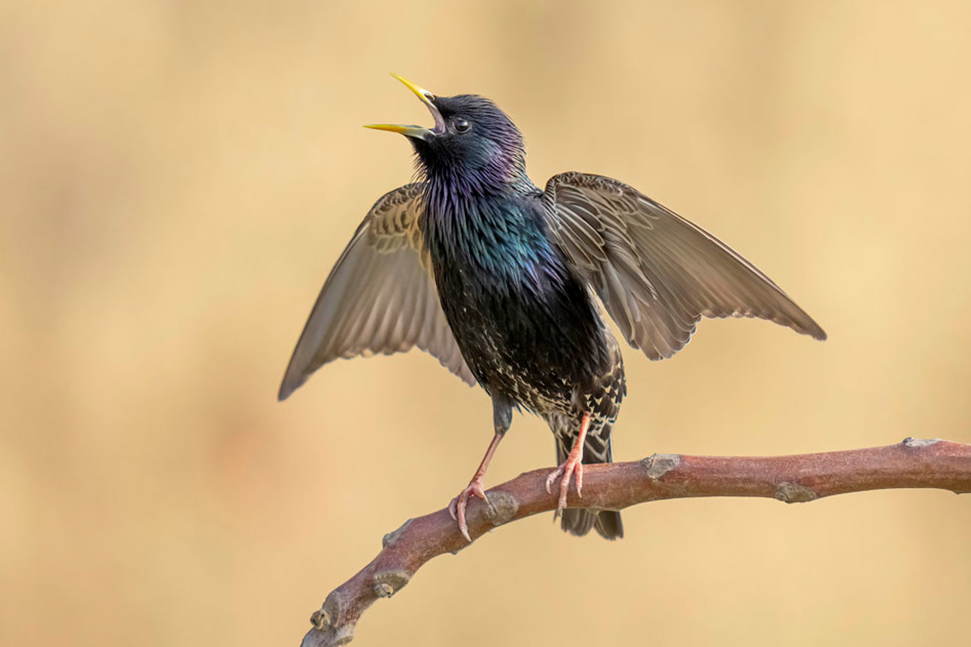 Kann Vögel und andere Tiere, aber auch technische Geräusche nachahmen: der Star. © Marcel Burkhardt