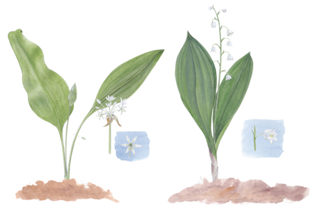 Der Knoblauch des Waldes