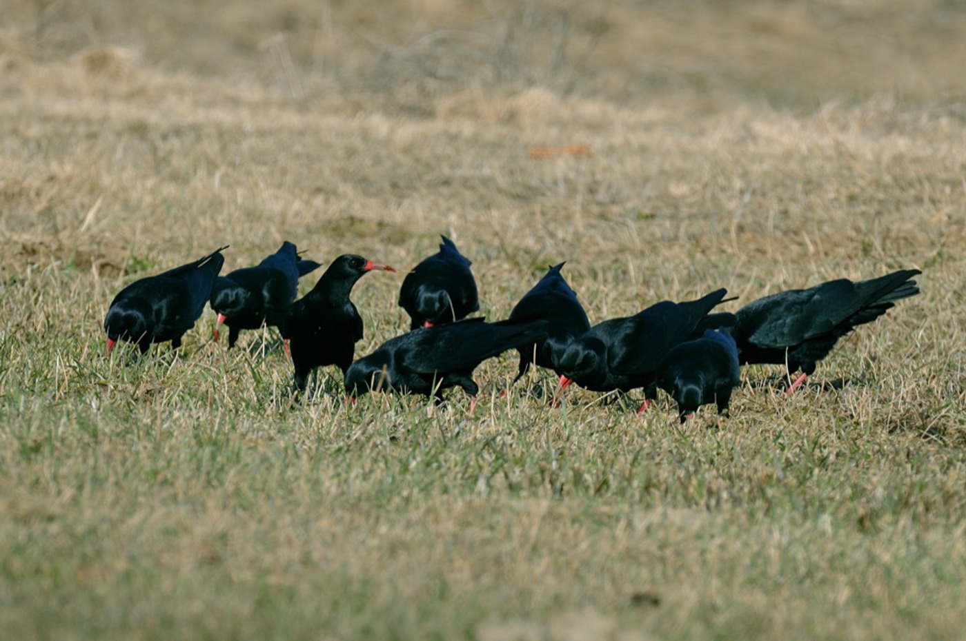 AK 10 Alpenkraehe 44 Pkeusch