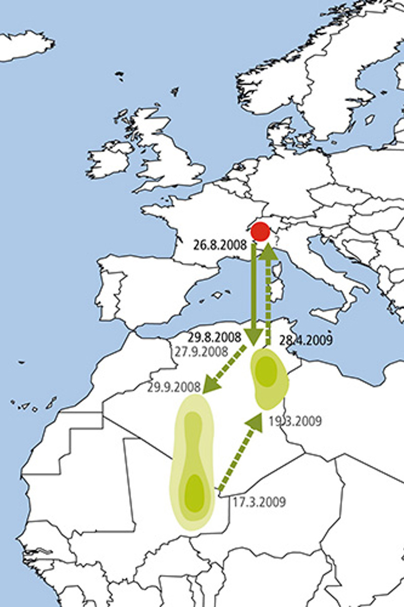 ZV Wiedehopf Männchen Zugkarte