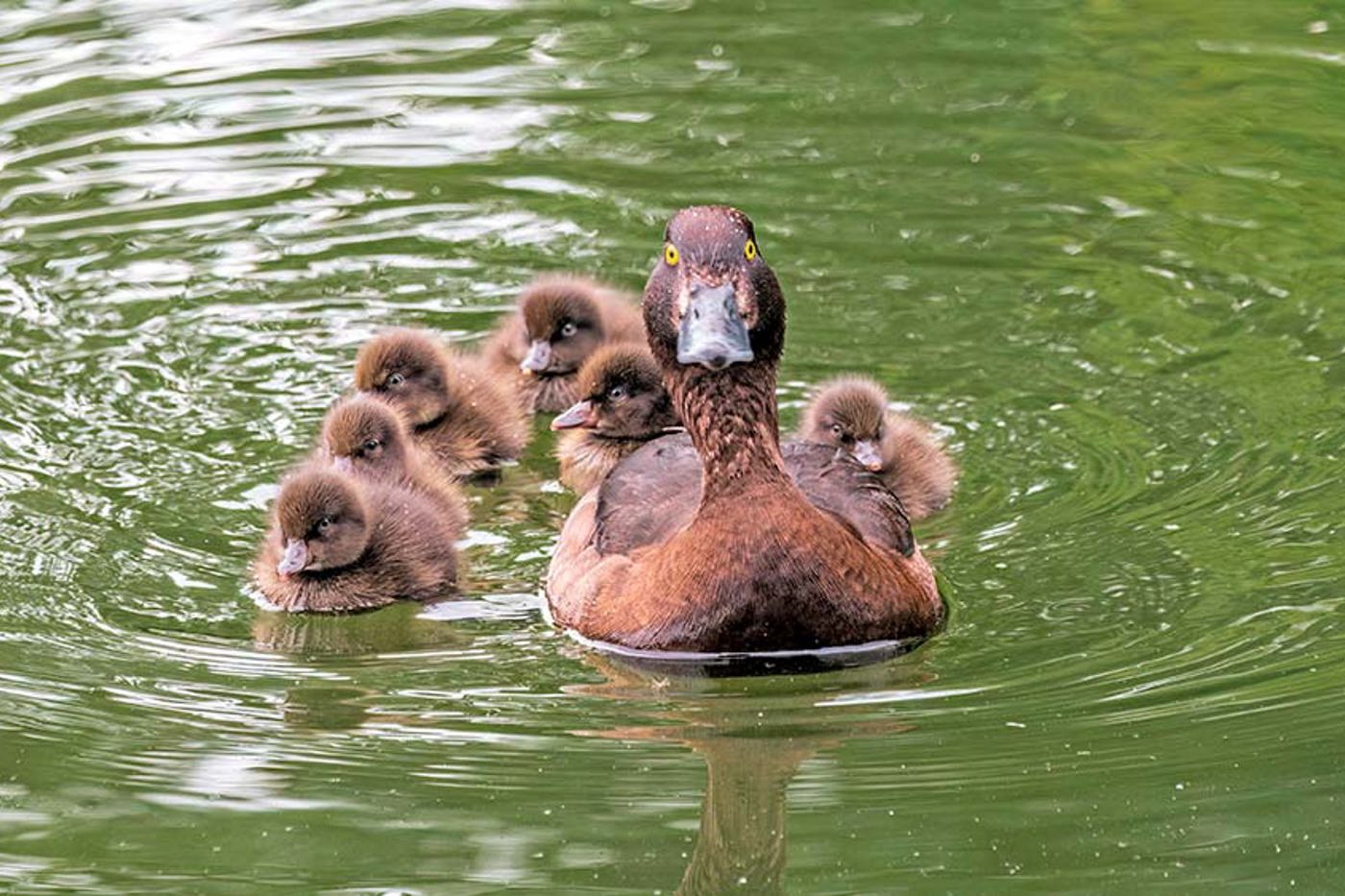  In der Schweiz brüten jedes Jahr rund 200 Reiherenten-Paare. © mauritius/Dmitry Potashkin