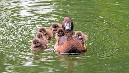 Schnatternde Raritäten