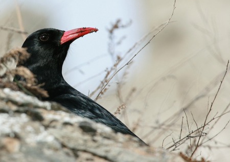 Vom Schnee vertrieben