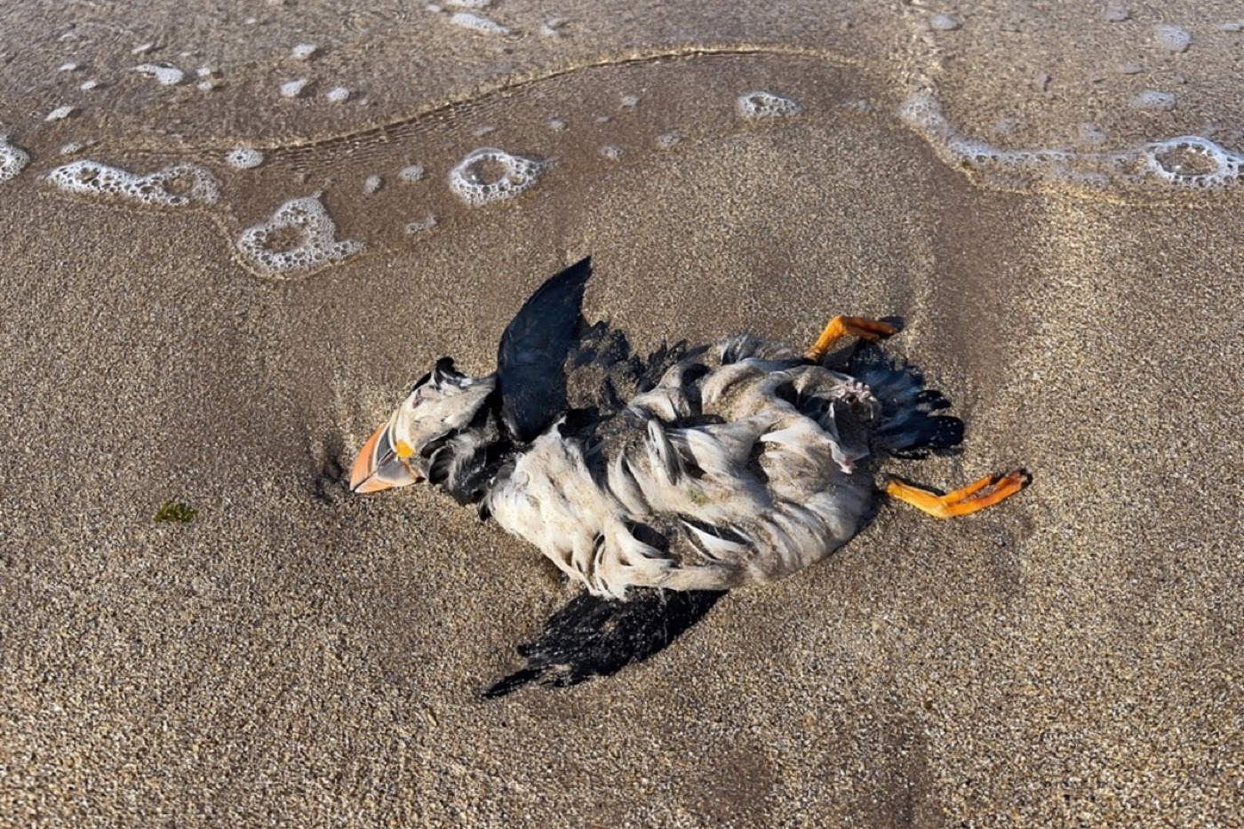 Ein toter Papageitaucher. Seevogelpopulationen sind besonders von der Vogelgrippe betroffen. © iStock