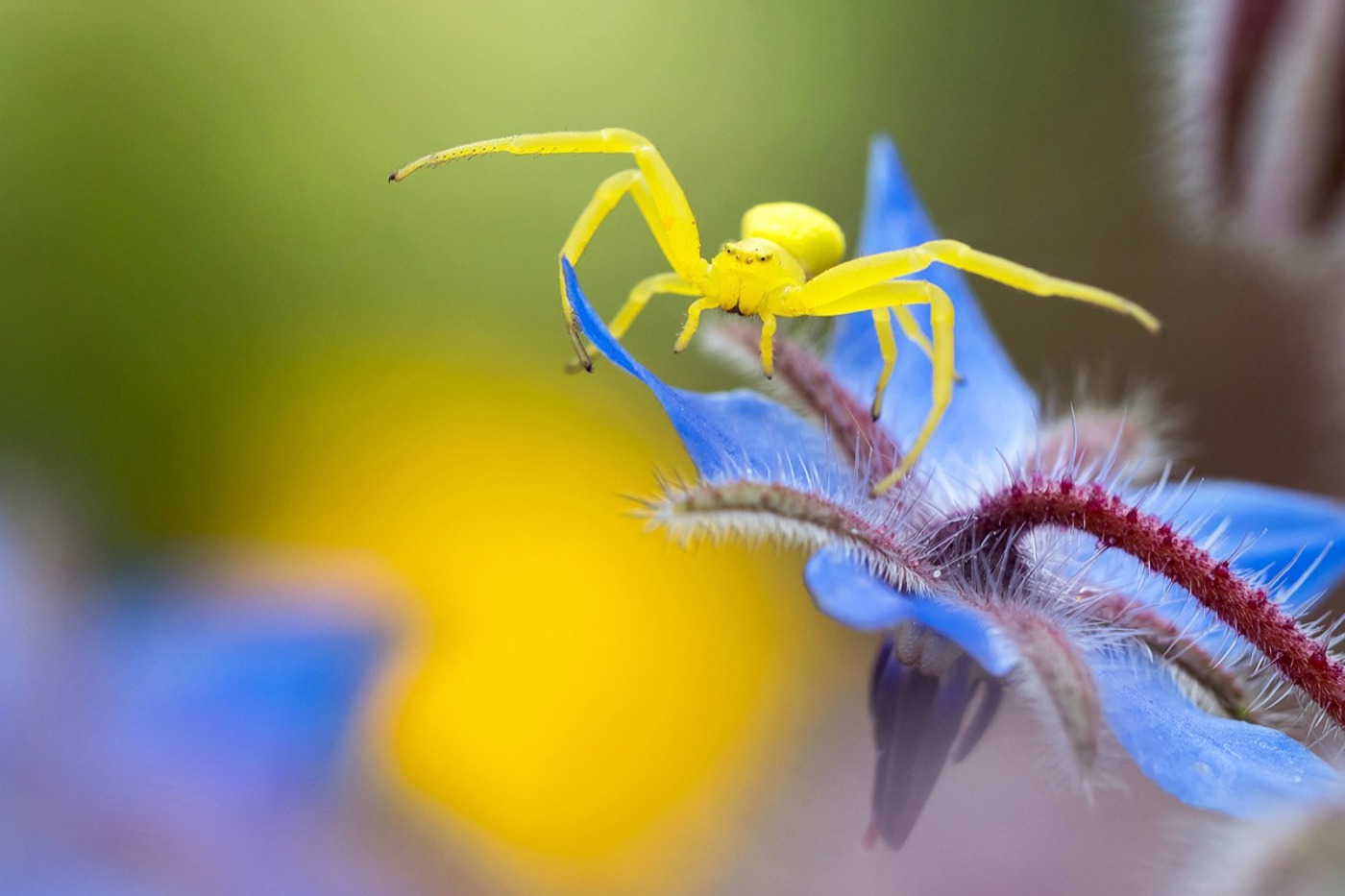 Zwei Körperabschnitte, acht Beine, zwei Kieferklauen und zwei Taster – auf dem Boretsch spaziert ganz klar eine Spinne, nämlich die Veränderliche Krabbenspinne (Misumena vatia). © Wilfried Martin/imageBROKER/OKAPIA