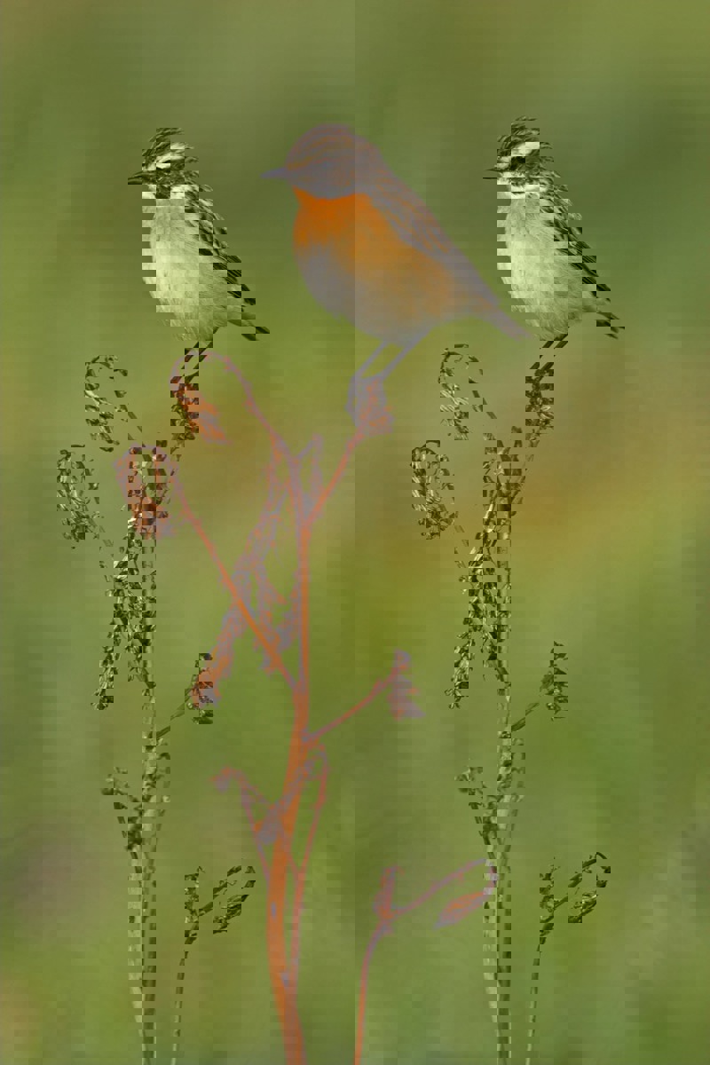 WB Braunkehlchen MK3 10852