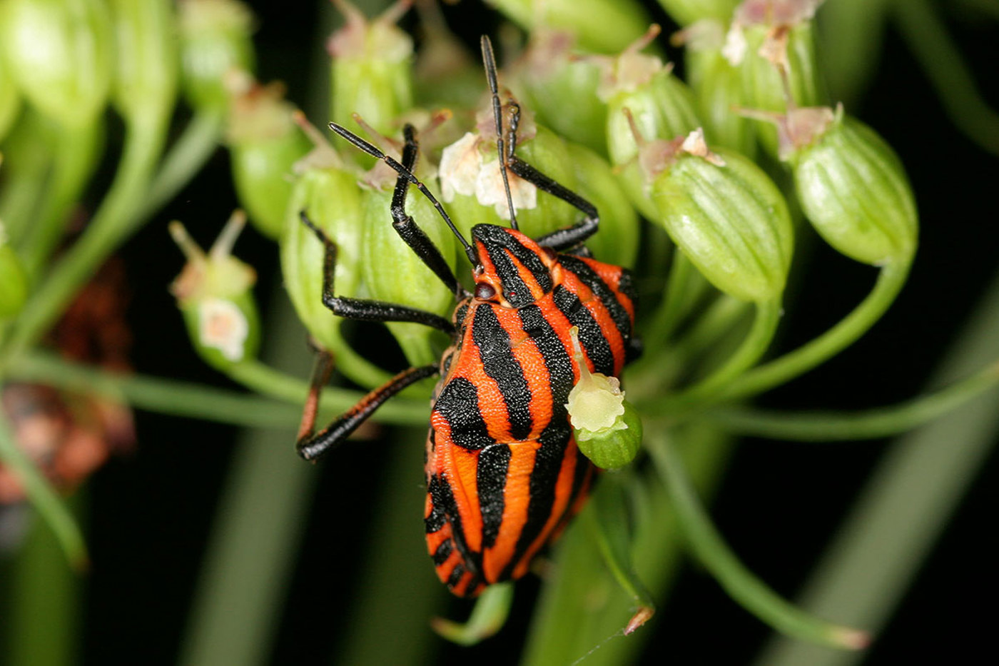 Eine besonders schön gefärbte Baumwanze: die Streifenwanze (Graphosoma lineatum). © Beat Wermelinger
