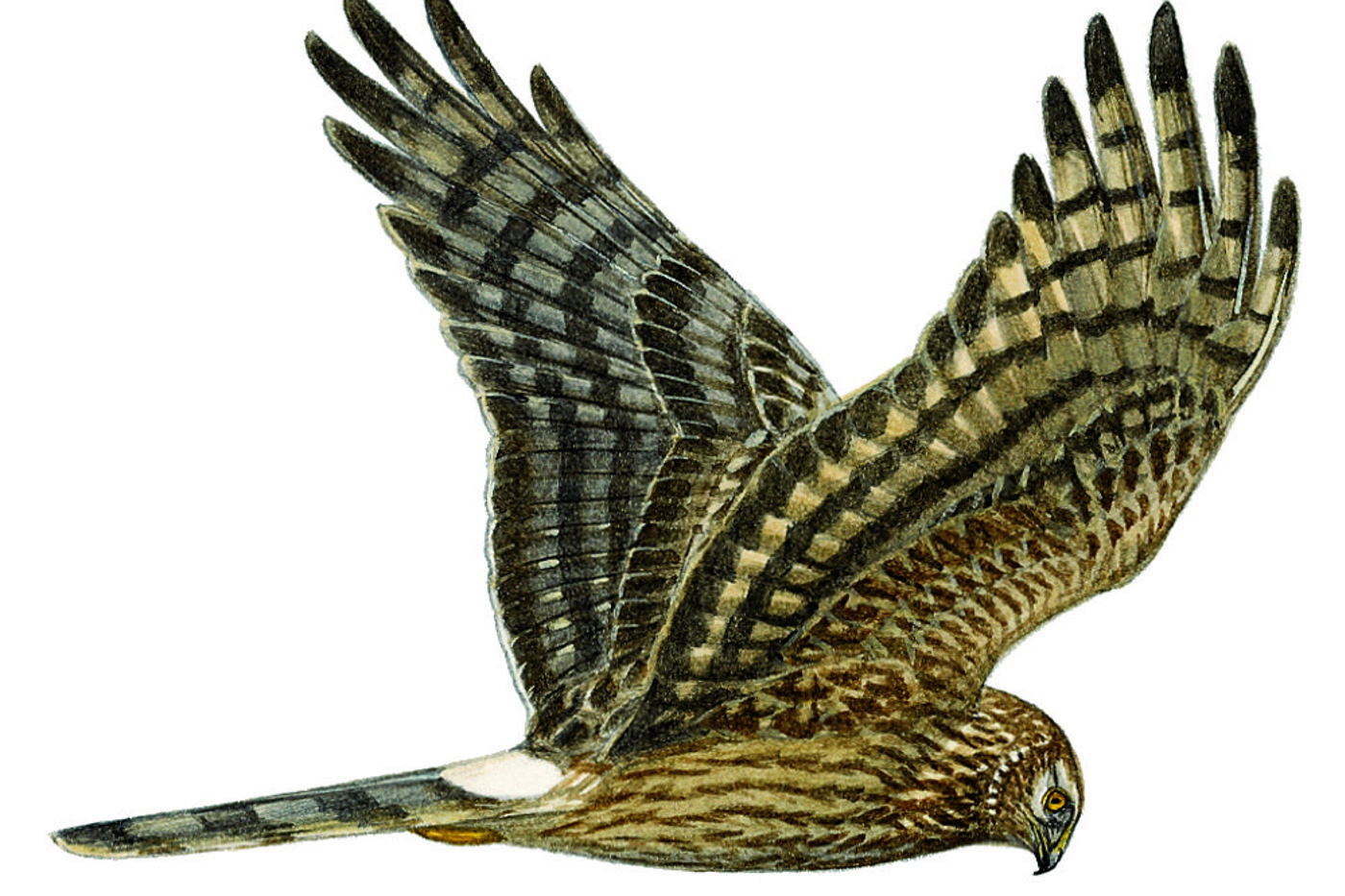 Weibliche Kornweihe. © François Desbordes (alle Zeichnungen)