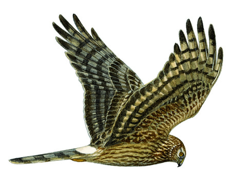 Wiesen- und Kornweihe