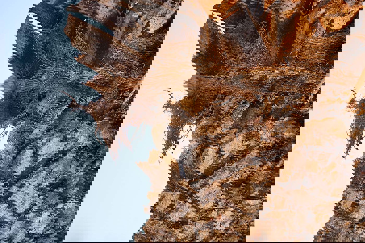 Wendehals © Michael Gerber