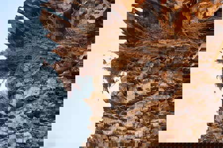 Mit Mikrochips auf den Spuren der Zugvögel