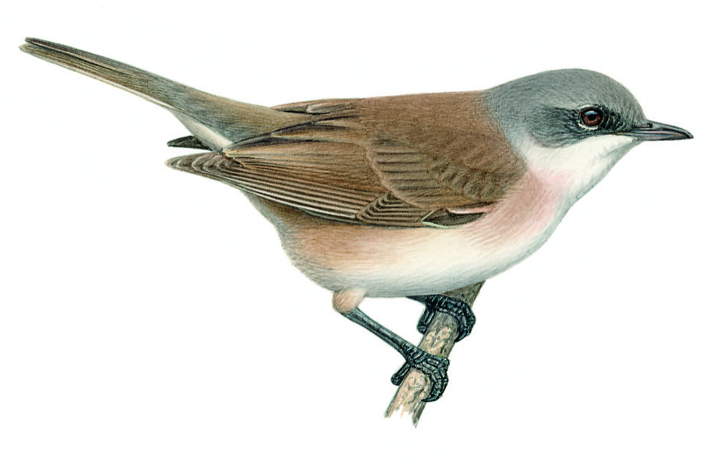 Klappergrasmücke. © François Desbordes (alle Zeichnungen)