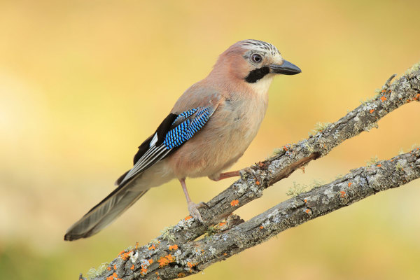 Hä Mauritius Images 14756273