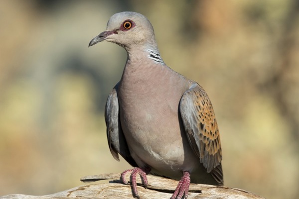 TU Turteltaube Horst Jegen