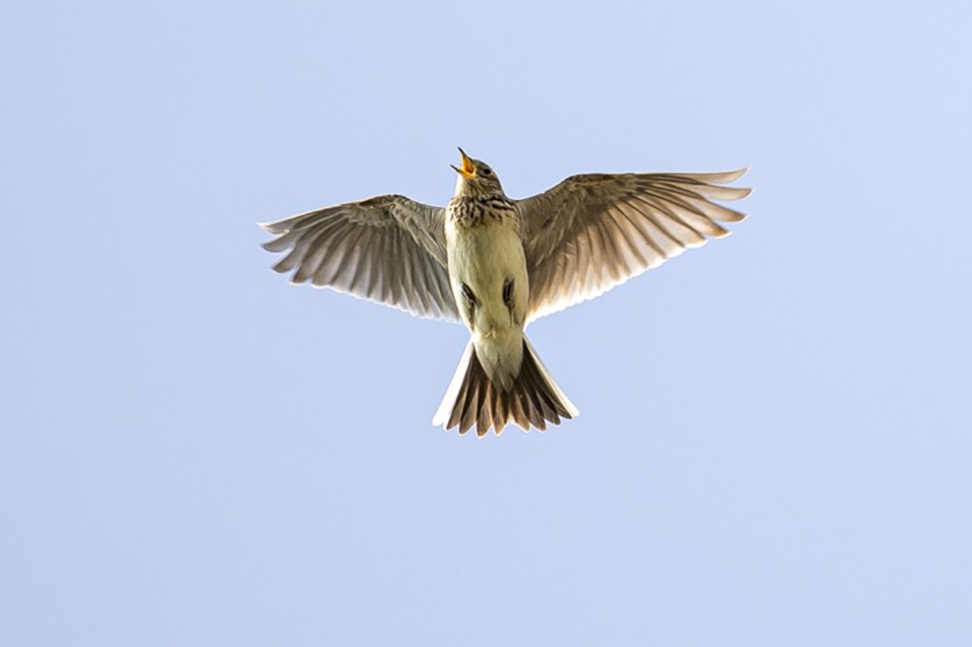 Die Feldlerche ist im Kanton Schaffhausen ein Charaktervogel des Kulturlands. Doch auch hier werden immer weniger Sänger festgestellt. © Stephan Trösch