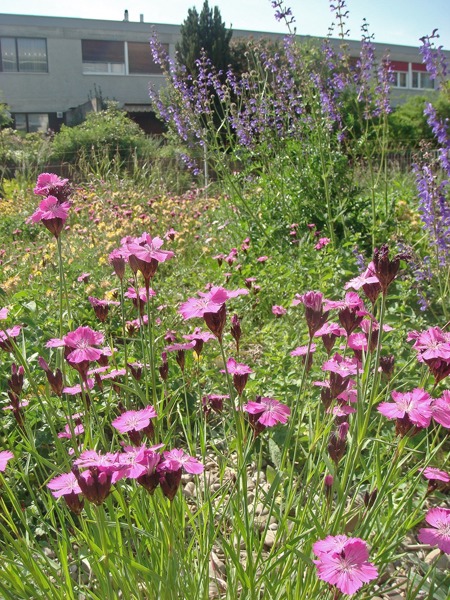 Für mehr Grün statt Grau