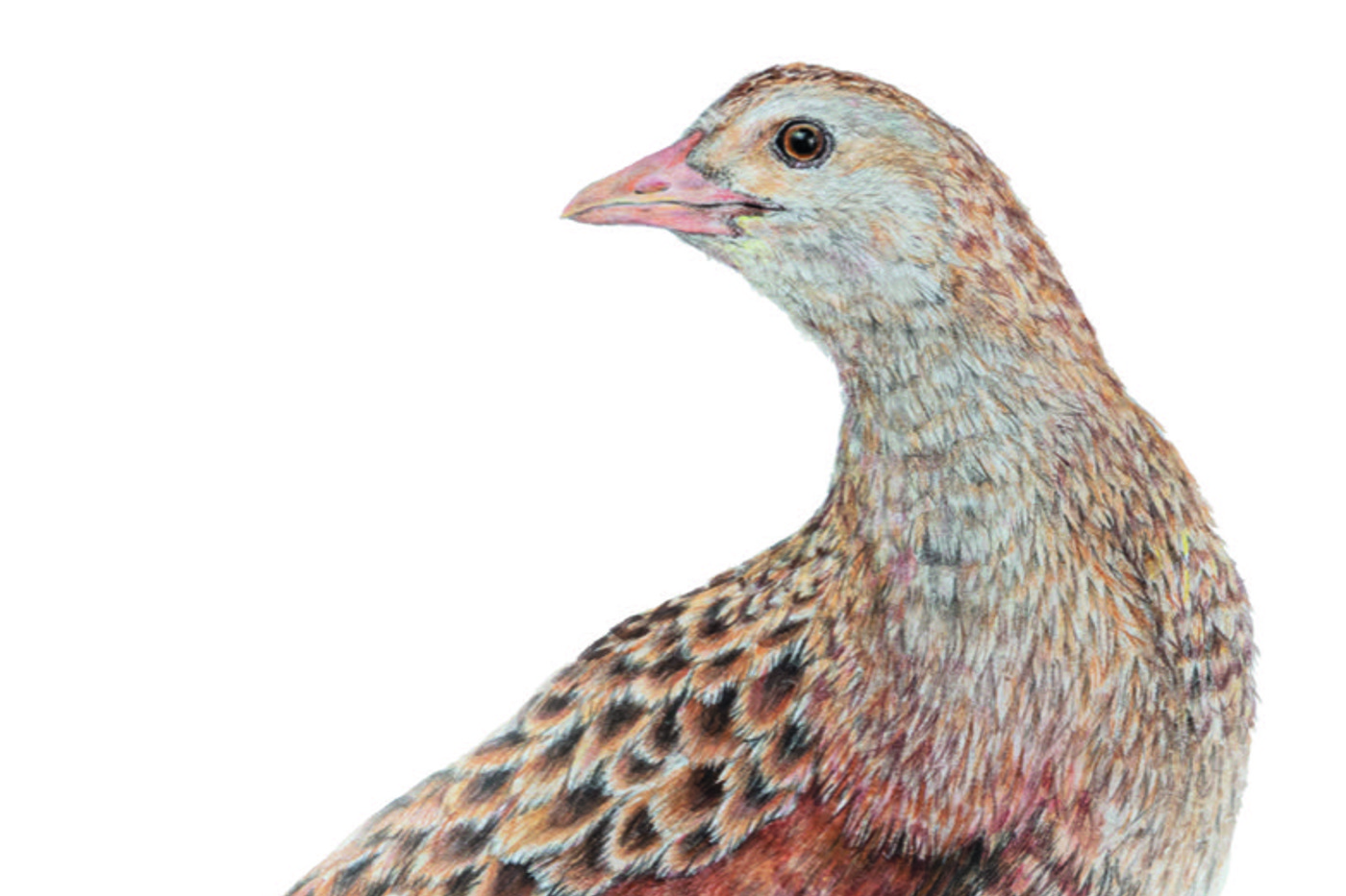 BirdLife Schweiz setzt sich seit 1996 für den König der Wiesen ein. © Nina Waser