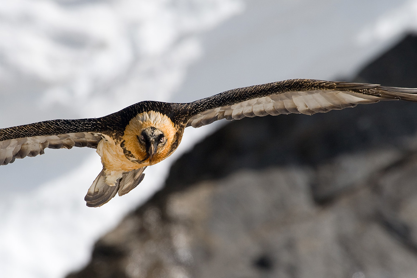 Bartgeier Weyrich 206