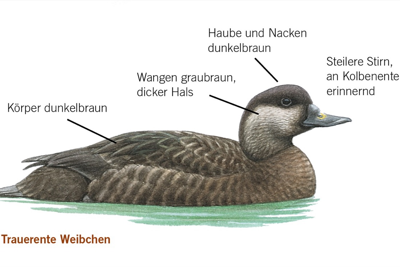 Merkmale der weiblichen Trauerente. © François Desbordes (alle Zeichnungen)