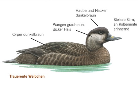 Trauer- und Samtente