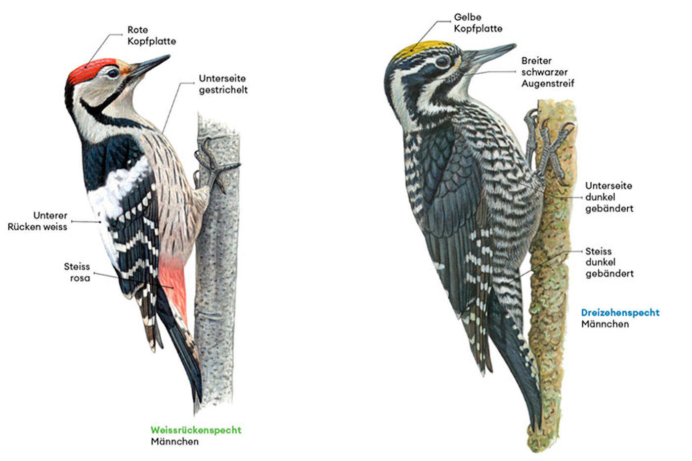 © François Desbordes