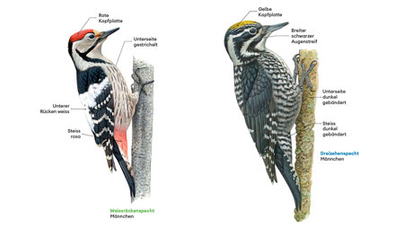 Weissrücken- & Dreizehenspecht